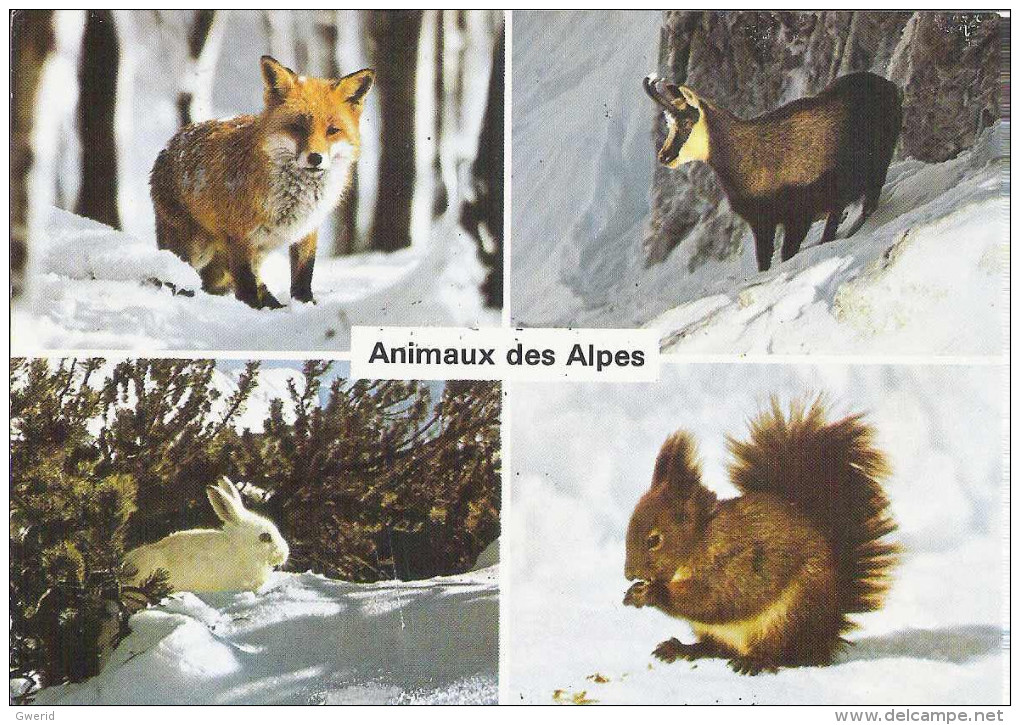 CARTE POSTALE -  FAUNE DE MONTAGNE - Other & Unclassified