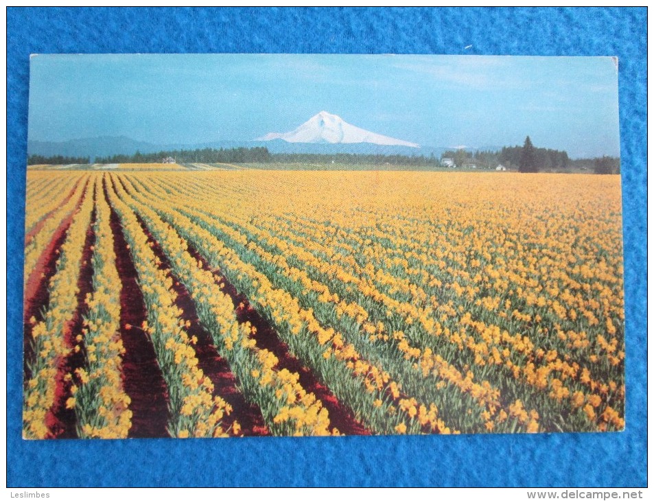 Daffodil, Tulip And Gladioli Farms Are Numerous In Western Oregon And Hothouses With Thousands Of Feet Under Glass..... - Autres & Non Classés