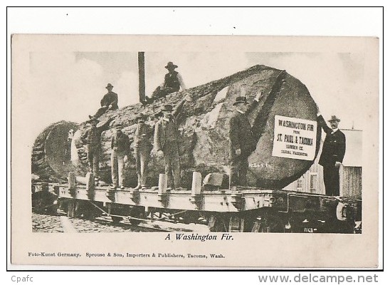 A Washington Fir From St Paul & Tacoma Lumber Co / Train Bucheron, Travail Du Bois/ - Tacoma