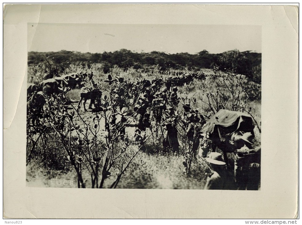 ETHIOPIE ERYTHREE ABYSSINIE AXUM AXOUM Véritable Photo LUCE  :  " Dans La "Brousse " "  Militaria Militaires Eléphants - Afrique