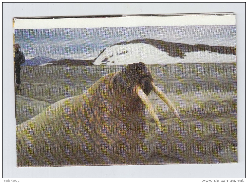 Greenland WALRUS POLAR BEAR PHOTO LETTER - Vie Marine