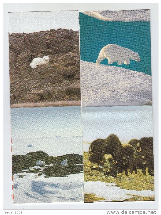 Greenland WALRUS POLAR BEAR PHOTO LETTER - Vie Marine