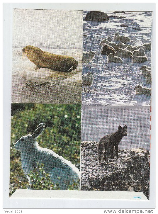 Greenland WALRUS WOLF RABBIT PHOTO LETTER MINT - Meereswelt