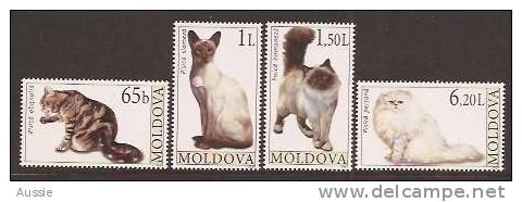 Moldova Moldavie 2007  Yvertn° 510-13 ***  MNH Cote 10,00 Euro Katten Cats Chats - Moldawien (Moldau)