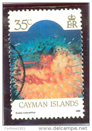 1986 CAYMAN ISLANDS Y &amp; T N° 591  ( O ) Faune Marine - Cayman (Isole)