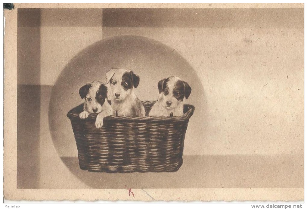 CANI.CUCCIOLI NELLA CESTA.   -NO -VIAGGIATA-- 1935..FP.T1299 - Cani