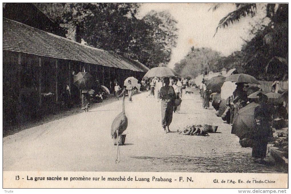 LA GRUE SACREE SE PROMENE SUR LE MARCHE DE LUANG PRABANG - Laos