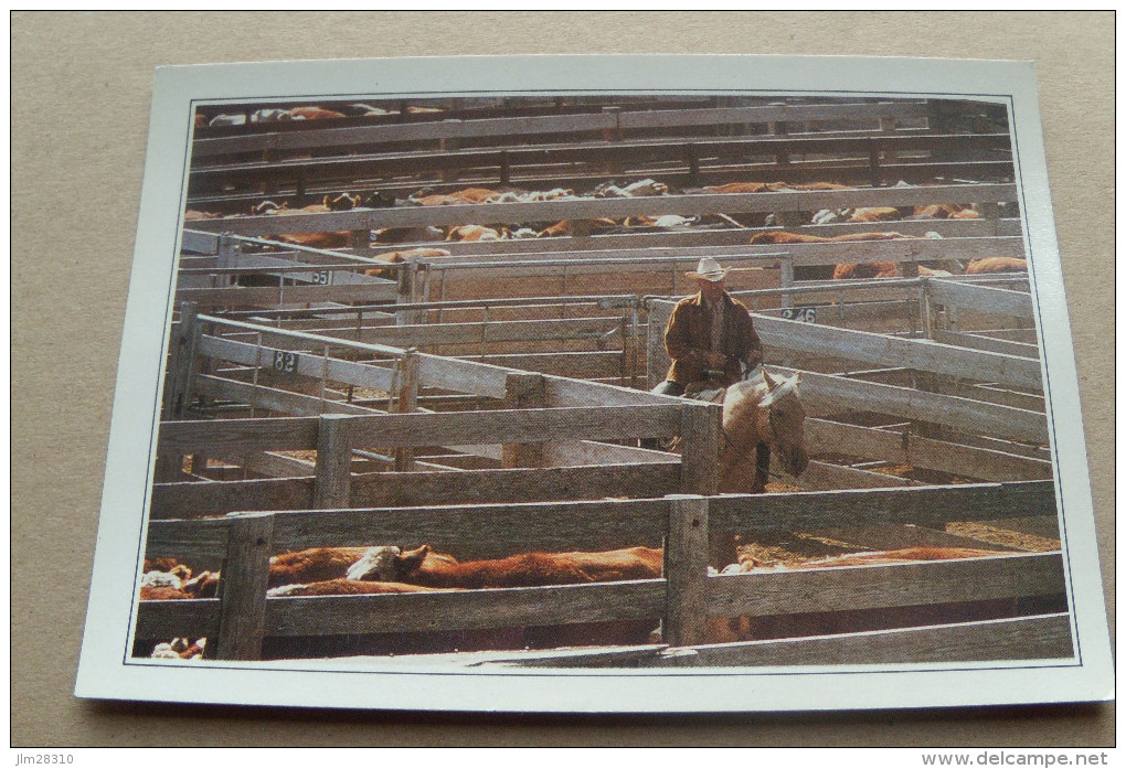 Etats-Unis - Texas - Amarillo - Cattle In The Corral - Bovins - Amarillo