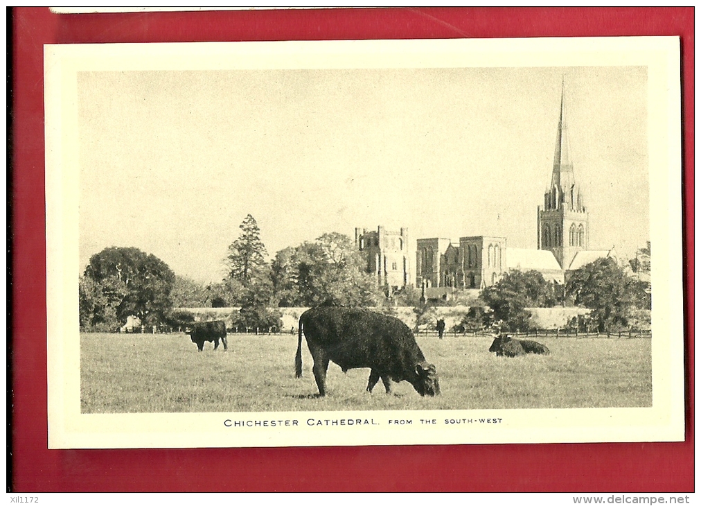 DEUA-01 Cows And Chischester Cathedral. Not Used - Chichester