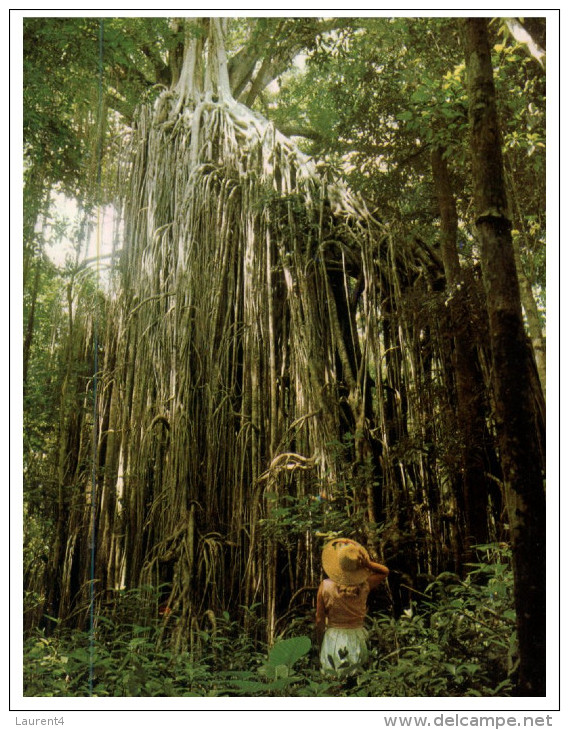 (9991) Australia - QLD - Rainforest Curtain Fig Tree - Far North Queensland