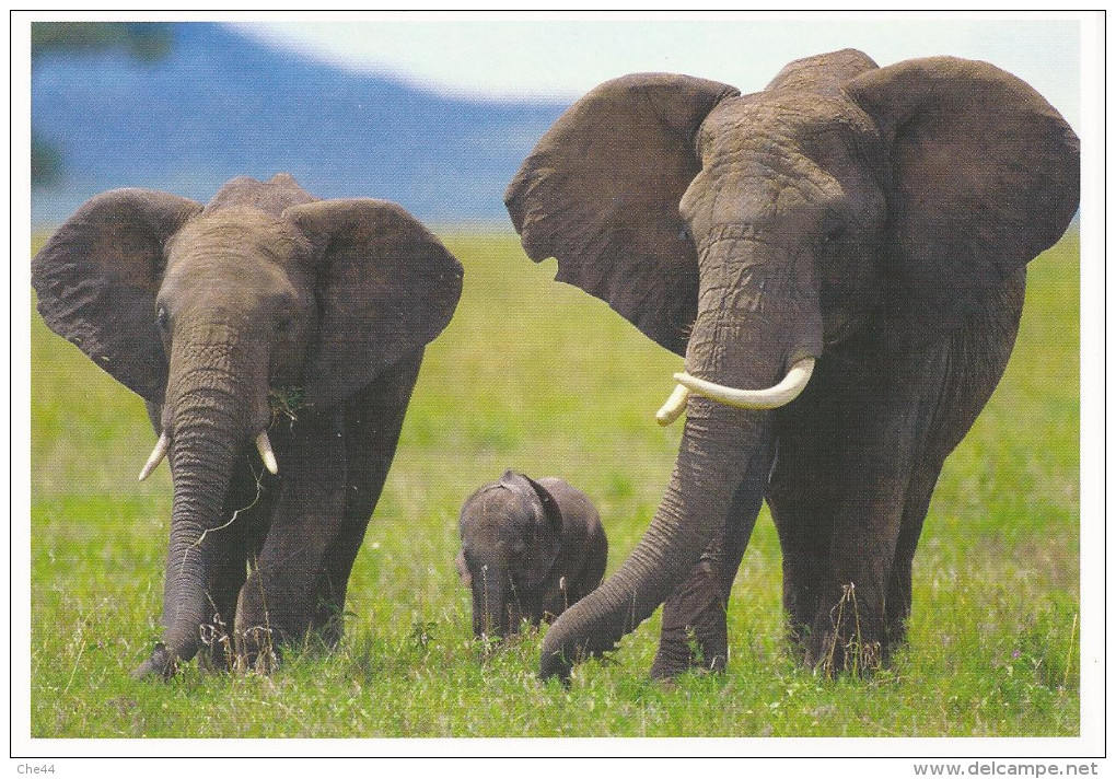Carte Postale : L´éléphant. (Voir Commentaires) - Elefanten