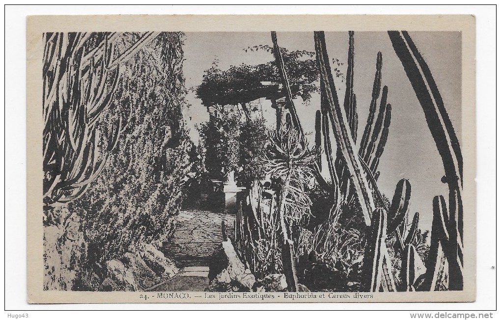 MONACO - N° 24 - LES JARDINS EXOTIQUES - EUPHORBLA ET CEREUS DIVERS - CPA - Exotische Tuin