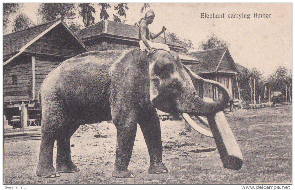 ELEPHANT CARRYING TIMBER - Elephants