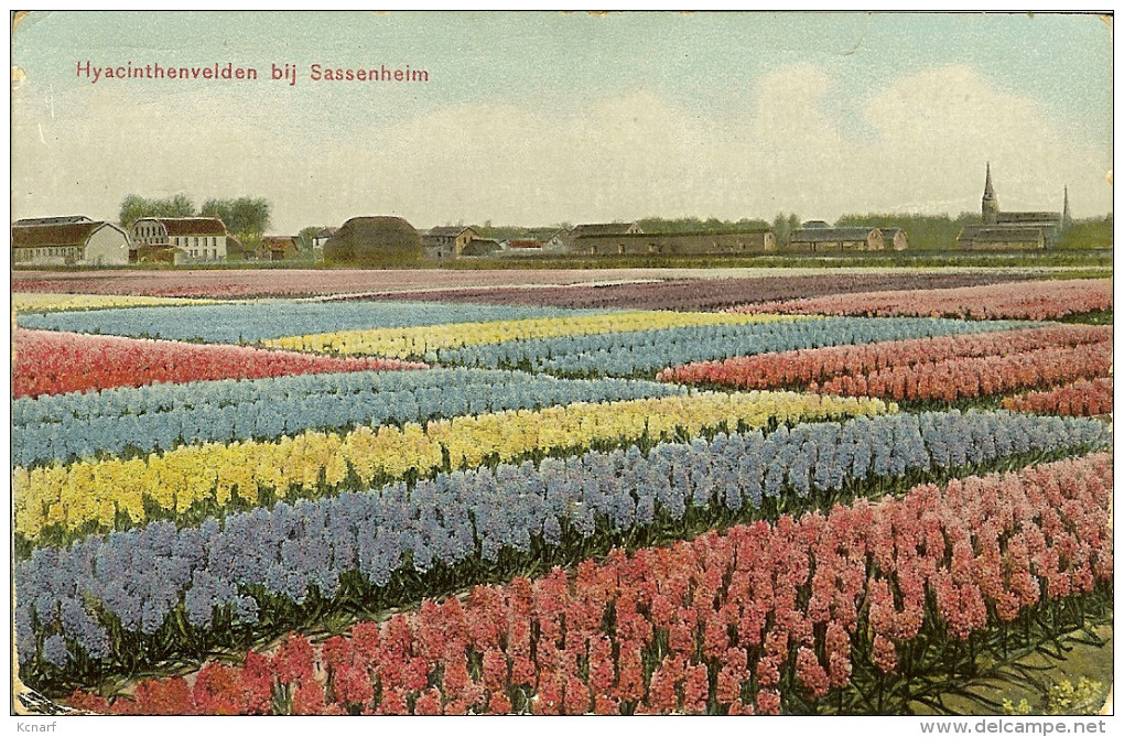 CP De SASSENHEIM " Hyacinthenvelden Bij Sassenheim " . - Sassenheim