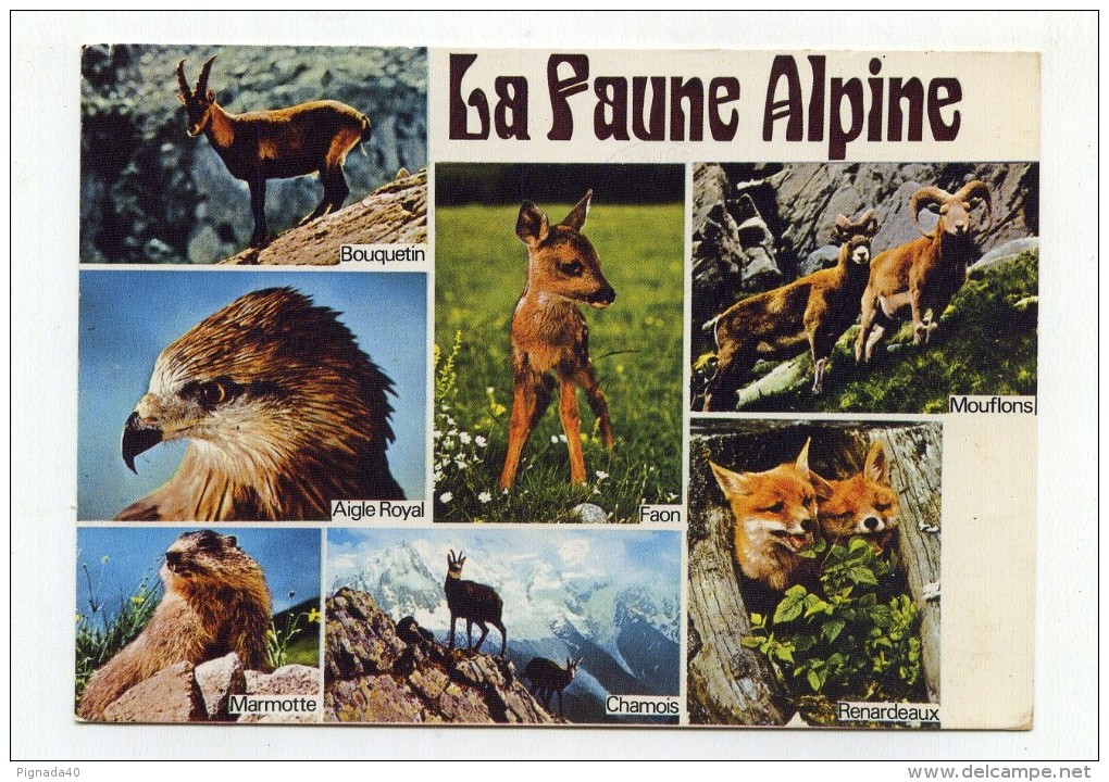 CP , La FAUNE ALPINE - Sonstige & Ohne Zuordnung