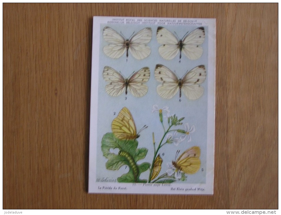 9 cartes INSECTES DE BELGIQUE 10 à 18 Papillons Gazé Piéride Mars Marbré Institut royal des sciences naturelles Belgique