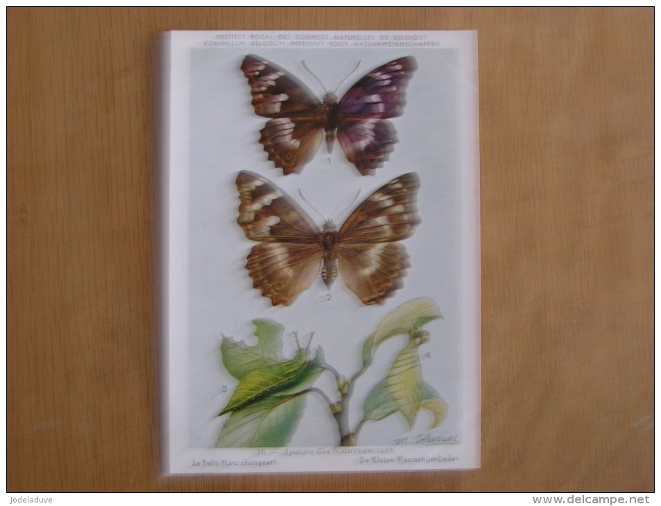 9 cartes INSECTES DE BELGIQUE 10 à 18 Papillons Gazé Piéride Mars Marbré Institut royal des sciences naturelles Belgique