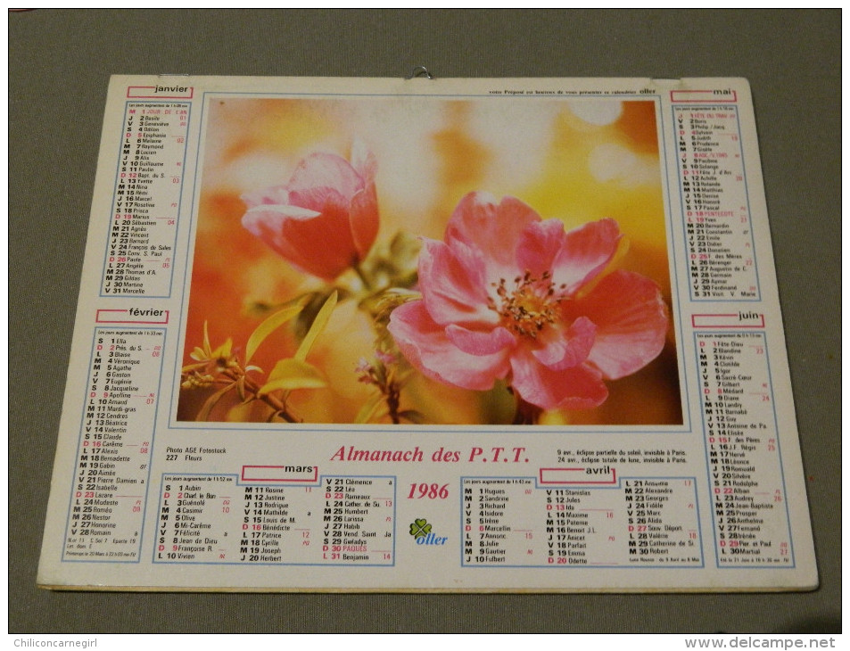 Calendrier 1986 - OLLER - Fleurs Sauvages - 227 - Photo Tapador De Selva - Age - Groot Formaat: 1981-90