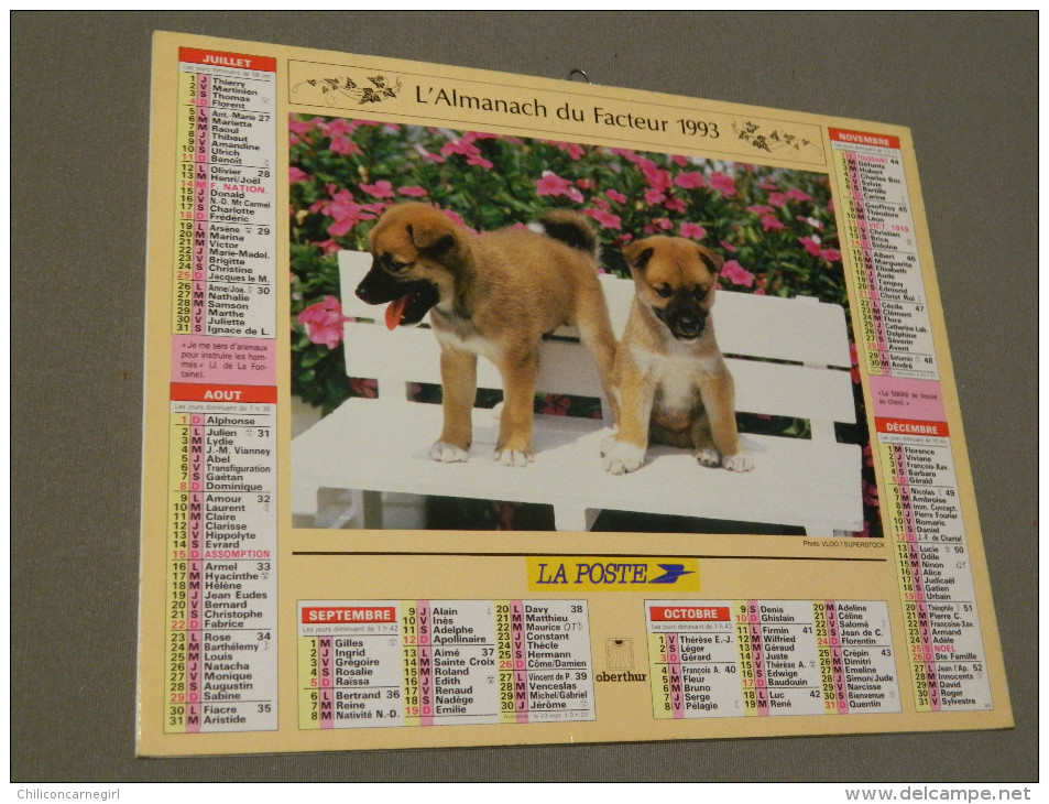 Calendrier 1993 - OBERTHUR - Jeunes Shar Pei - Photo VLOO - Big : 1991-00