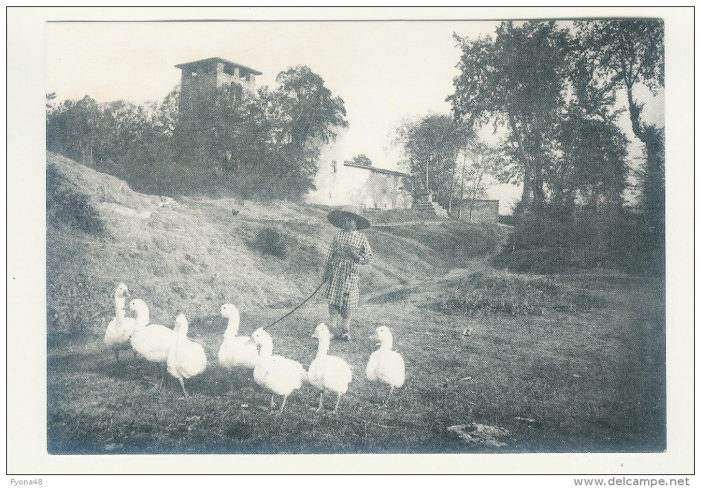 Gardeuse D´oies 42260 Verrières  - Saint-Germain-Laval - (Animée) - Viehzucht