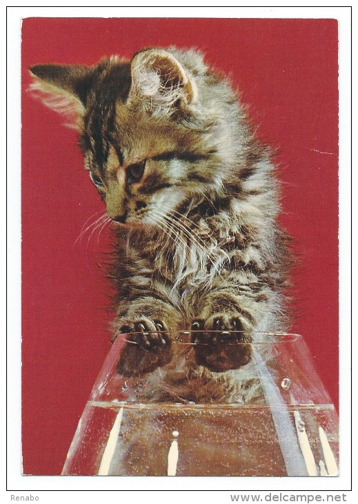 Gatto, Gattino Brown Tabby, Pussy, Kitten, Con Le Zampine Appoggiate Al Calice ; Circolato In Italia Nel 1972 - Gatti