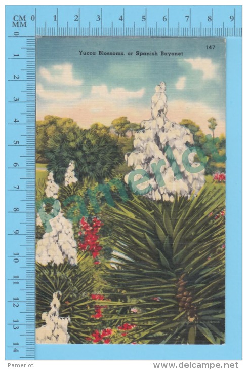Plante , Plant ( Yucca Blossoms Or Spanish Bayonet Cir: 1950-60 ) Recto/Verso - Autres & Non Classés