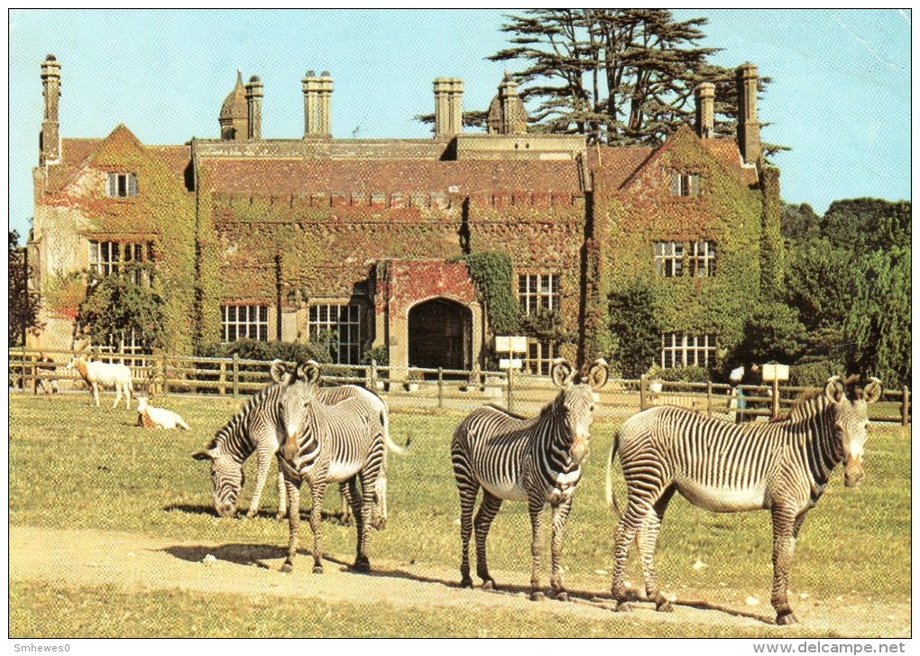 Postcard - Grevy Zebra & Scimitar Horned Oryx At Marwell Zoological Park. A - Zèbres