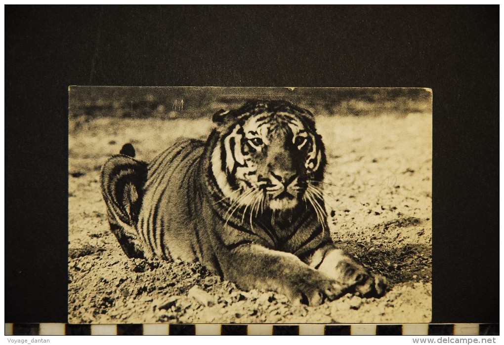 CP, Animaux, Parc Zoologique Du Bois De Vincennes Paris Un Tigre Du Bengale  N°370 Edition Drager Freres - Tijgers