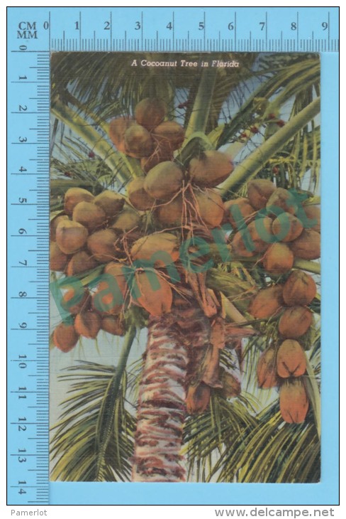 US-Florida ( A Cocoanut Tree In Florida,CPSM Linen Postcard ) Recto/Verso - Autres & Non Classés
