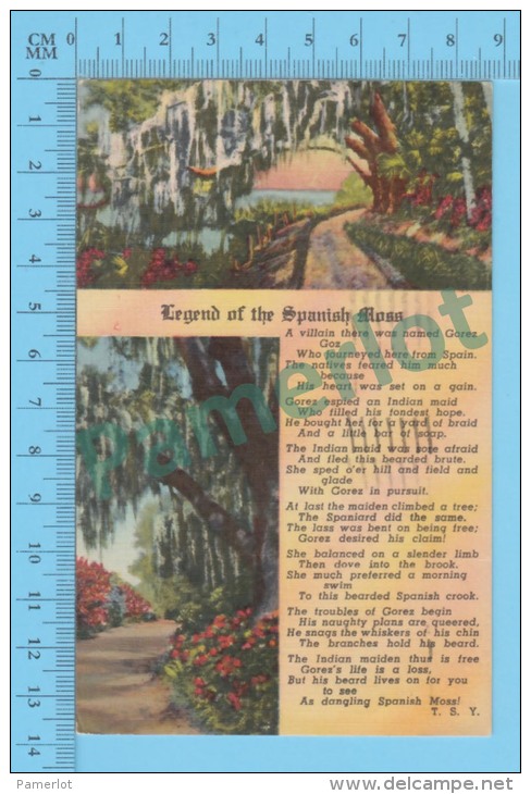 US Florida (Legend Of The Spanish Moss,  CPSM    Linen Postcard ) Recto/Verso - Contes, Fables & Légendes