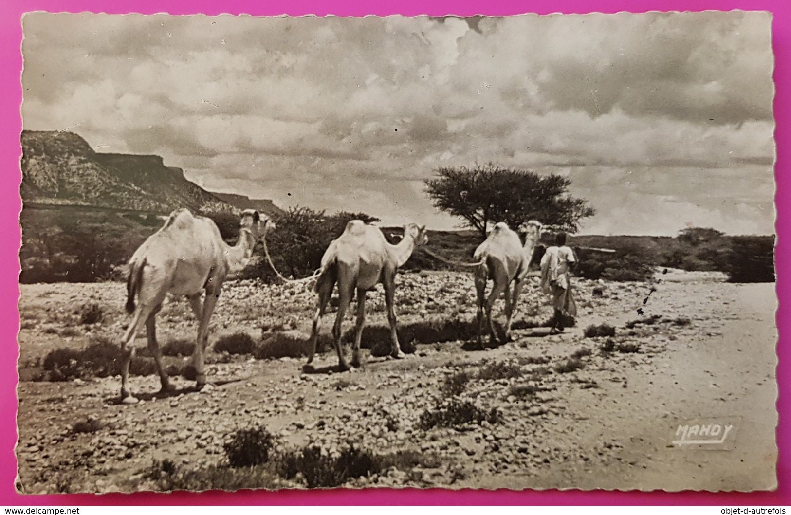 Cpsm Photo Le Visage Du Pays Somal Sur Les Grandes Routes Le Nomade S'en Va Nonchalant Carte Postale Afrique - Somalie