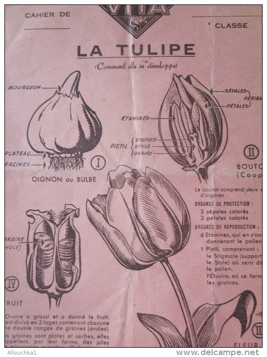 1944 Protège-cahiers Publicitaire Les Graines Vivantes Fleurs VITA: La Tulipe  Verso Quelque Règle D'orthographe D'usage - Agriculture