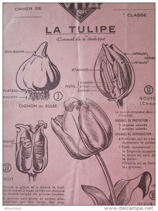 1944 Protège-cahiers Publicitaire Les Graines Vivantes Fleurs VITA: La Tulipe  Verso Quelque Règle D'orthographe D'usage - Farm