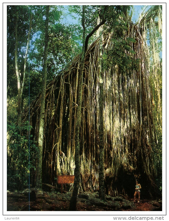 (345) Australia - QLD - Curtain Fig Trees - Atherton Tablelands