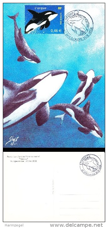 Maximum Kaart, Card, Special Postmark, Orca, Orka - Baleines