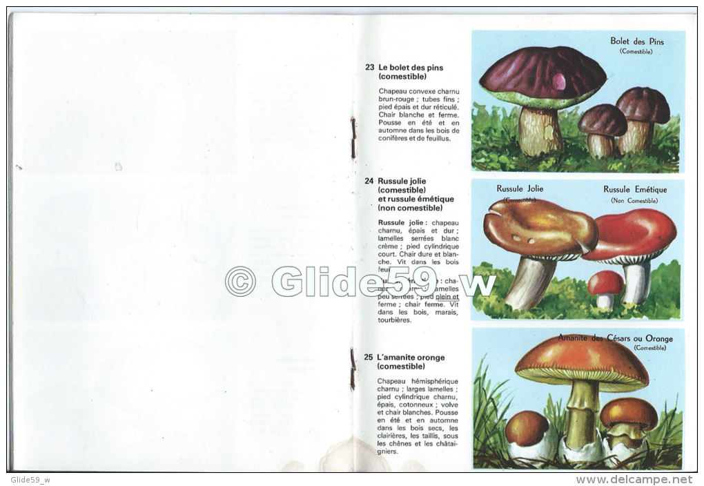 Livret éducatif Volumétrix - N° 60 - Plantes Sans Fleurs - Champignons - Algues - Mousses - Fougères - Plantes Diverses - Fiches Didactiques