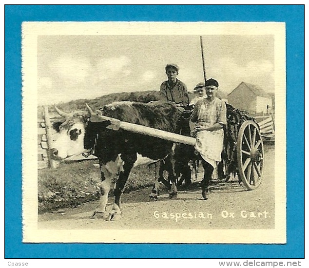 Mini CPSM Small Card CANADA - Gaspesian Ox Card * Attelage De Boeuf PQ P. Q. Québec - Gaspé