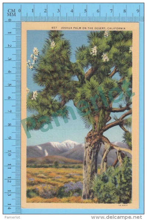 Joshua Palm ( Joshua Palm On The Desert  California, CPSM Linen Postcard ) Recto/Verso - Autres & Non Classés