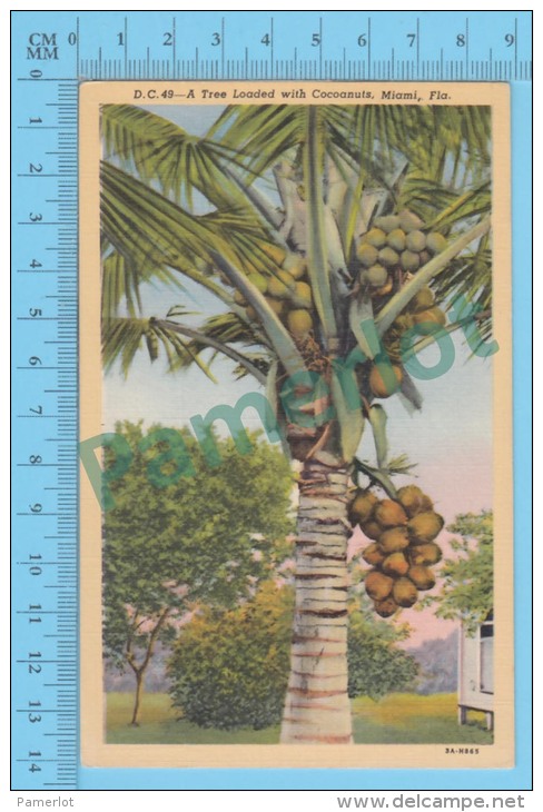 USFlorida FL ( A Tree Loaded With Cocoanuts At Miami, CPSM Linen Postcard ) Recto/Verso - Autres & Non Classés