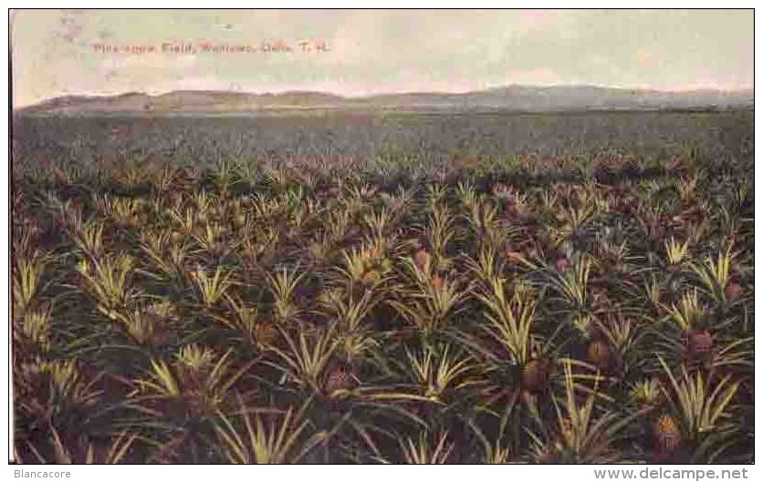 Hawaï Oahu 1920 Plantation D' Ananas Pine Apple Field Wahiawo - Oahu