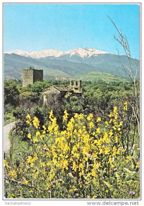 66. Gf. ILLE-SUR-TET. Chapelle De Casenoves - Otros & Sin Clasificación