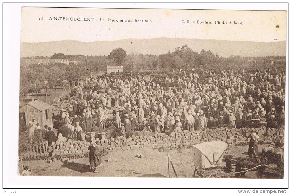 CPA Ain-Temouchent Le Marché Aux Bestiaux - Sonstige & Ohne Zuordnung