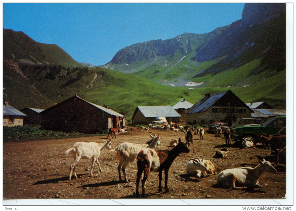 Vacheresse : Chalets De Bise (n°717 éd Cellard) Troupeau De Chèvres (chèvre) - Vacheresse