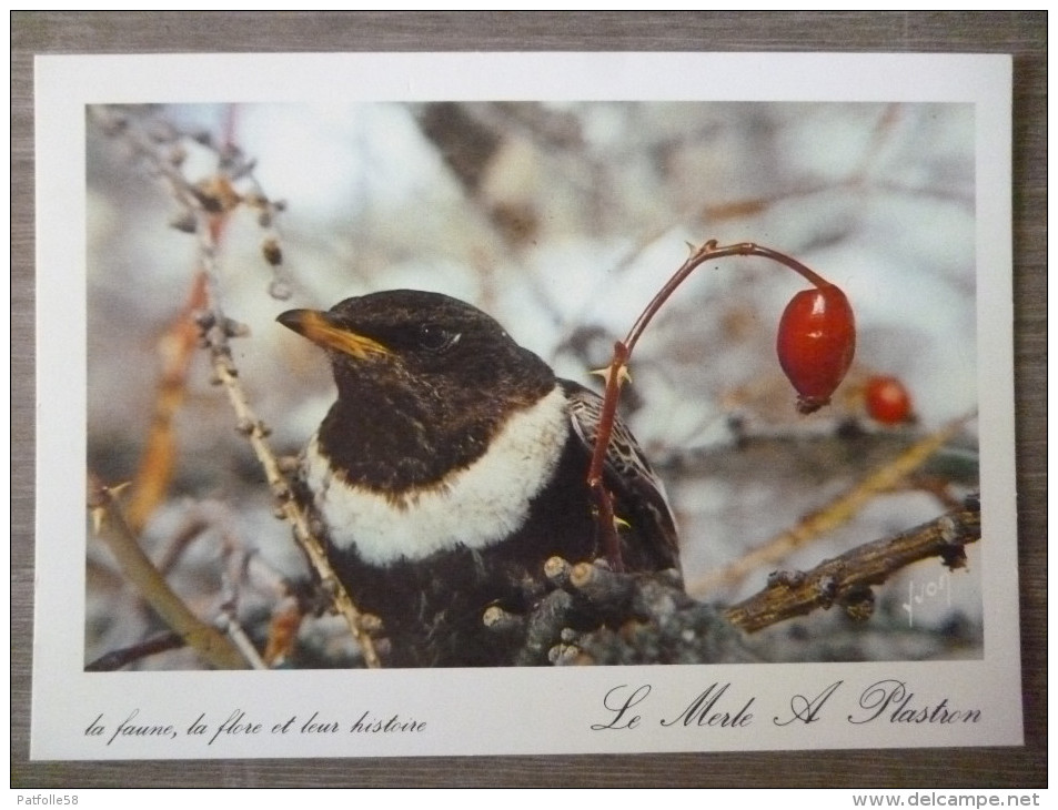 OISEAU.LE MERLE A PLASTRON.PARC NATIONAL DES ECRINS.CLICHE KECK.TBE. - Oiseaux