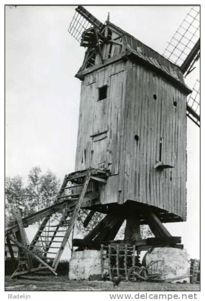 ASSENEDE (O.Vl.) - Molen/moulin - De Verdwenen Standaardmolen "Sint-Hubert" Kort Voor Zijn Afbraak - Assenede