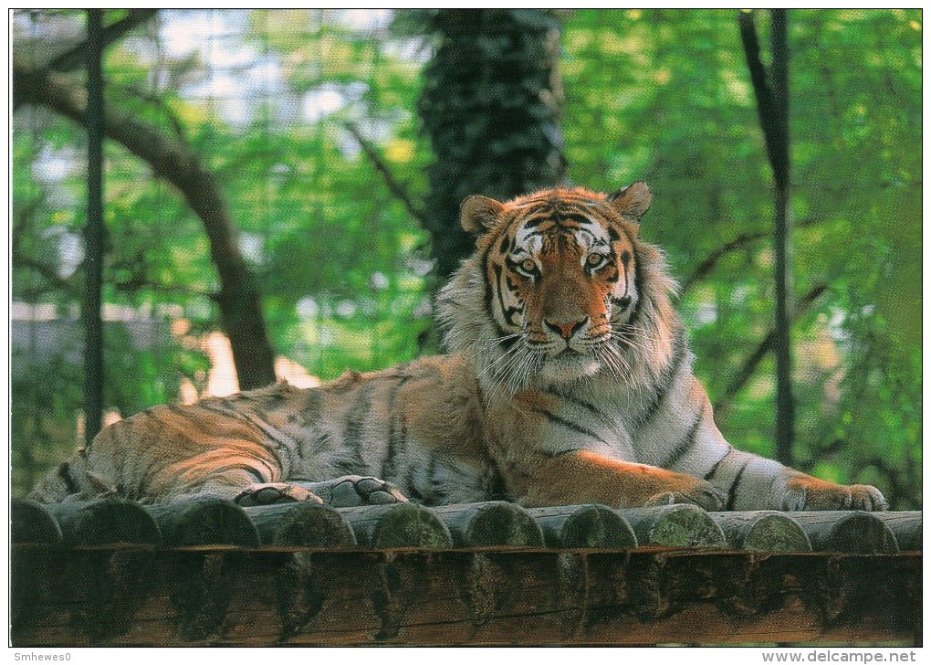 Postcard - Siberian Tiger At Palmyre Zoo. 93 - Tigers