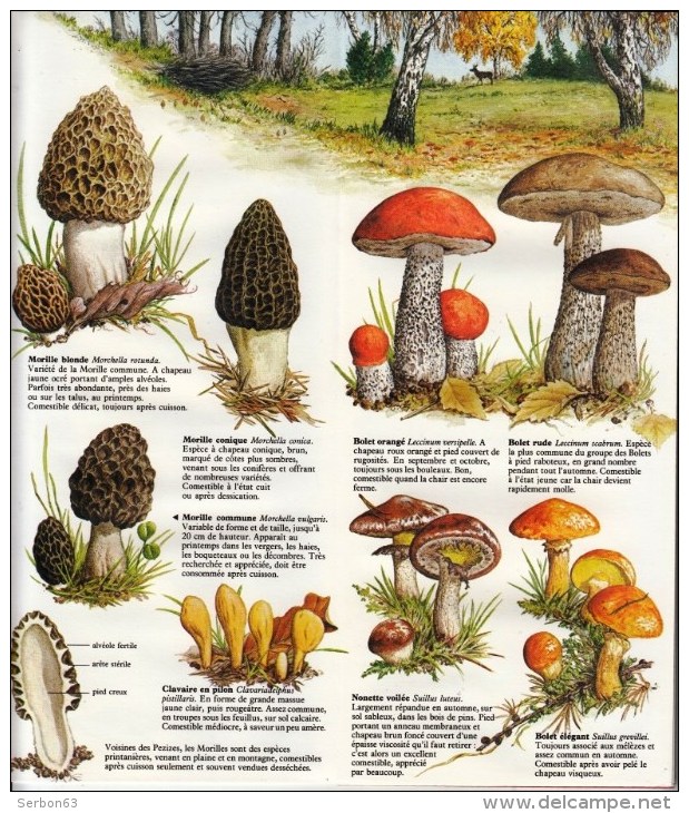 GUIDE DOMINO GALLIA N°3 EN COULEUR EN FORME DE CARTE ROUTIERE 24 PLANCHES 11cmX25cm CHAMPIGNONS DE FRANCE COMESTIBLES ET - Autres Plans