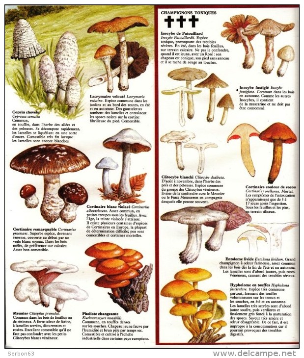 GUIDE DOMINO GALLIA N°3 EN COULEUR EN FORME DE CARTE ROUTIERE 24 PLANCHES 11cmX25cm CHAMPIGNONS DE FRANCE COMESTIBLES ET - Andere Pläne