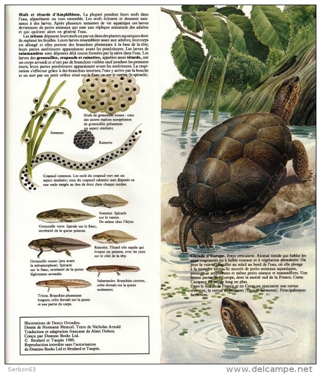 GUIDE DOMINO GALLIA N° 4 EN COULEUR EN FORME DE CARTE ROUTIERE 24 PLANCHES 11cmX25cm REPTILES ET AMPHIBIENS DE FRANCE ET - Other Plans