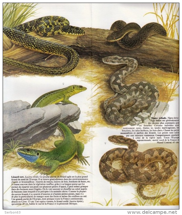 GUIDE DOMINO GALLIA N° 4 EN COULEUR EN FORME DE CARTE ROUTIERE 24 PLANCHES 11cmX25cm REPTILES ET AMPHIBIENS DE FRANCE ET - Lesekarten